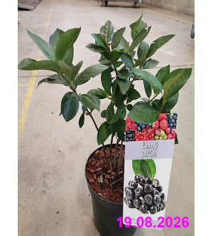 Aronia prun. 'Nero' C 2,5 L